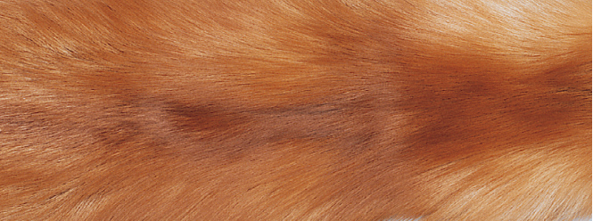 Plaid van Vossenbont | Kasjmier | 70x230 cm Goud Vos/Beige