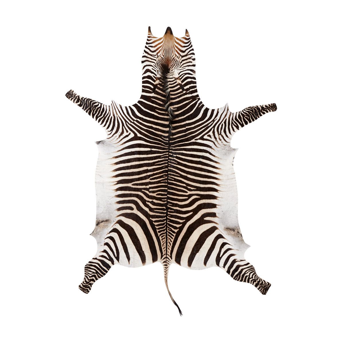 Zebra Huid | Zuid- Afrika