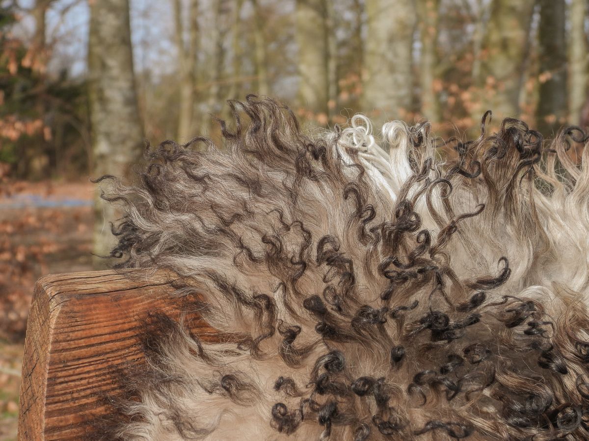 Oostenrijkse Schapenvacht | Curly | Natuurlijke kleuren | 90 cm Grijs Beige